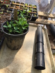 Apple Seedlings